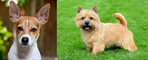 Rat Terrier vs Norwich Terrier - Breed Comparison