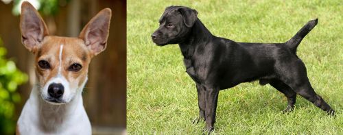 Rat Terrier vs Patterdale Terrier - Breed Comparison