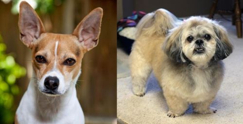 Rat Terrier vs PekePoo - Breed Comparison