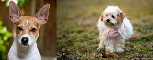 Rat Terrier vs West Highland White Terrier - Breed Comparison
