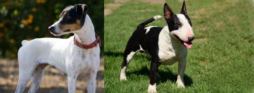 Ratonero Bodeguero Andaluz vs Bull Terrier Miniature - Breed Comparison