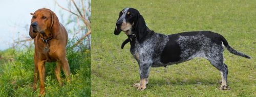 Redbone Coonhound vs Basset Bleu de Gascogne