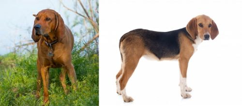 Redbone Coonhound vs Beagle-Harrier