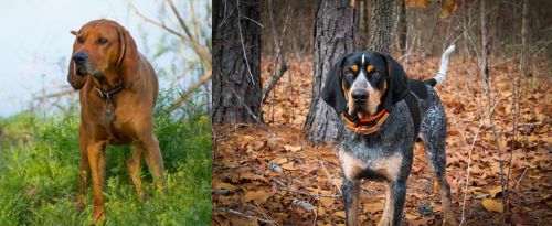 Redbone Coonhound vs Bluetick Coonhound
