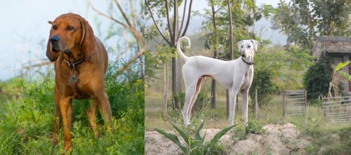 Redbone Coonhound vs Chippiparai