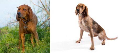 Redbone Coonhound vs English Coonhound - Breed Comparison