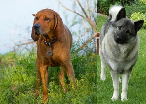 Redbone Coonhound vs Norwegian Elkhound