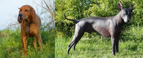 Redbone Coonhound vs Peruvian Hairless - Breed Comparison