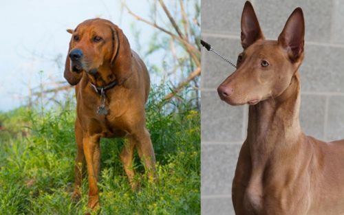 Redbone Coonhound vs Pharaoh Hound