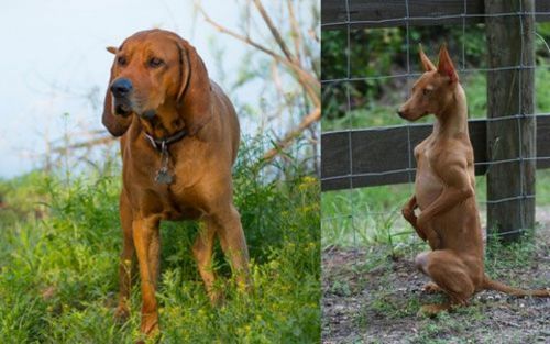 Redbone Coonhound vs Podenco Andaluz