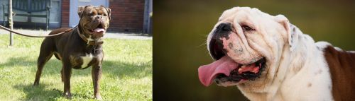 Renascence Bulldogge vs English Bulldog