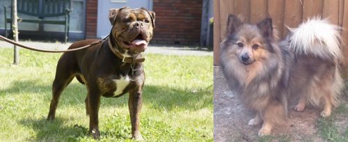 Renascence Bulldogge vs German Spitz (Mittel) - Breed Comparison