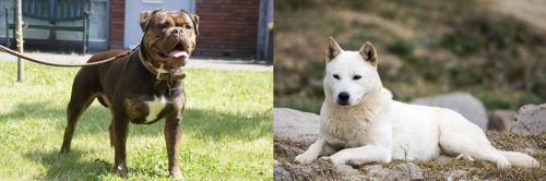 Renascence Bulldogge vs Jindo - Breed Comparison