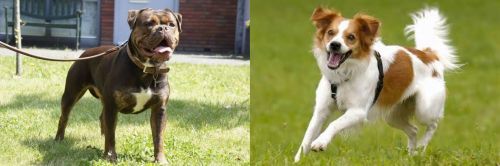 Renascence Bulldogge vs Kromfohrlander - Breed Comparison