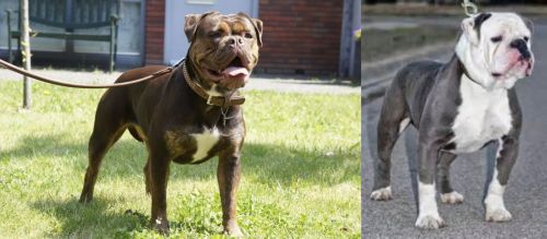 Renascence Bulldogge vs Old English Bulldog - Breed Comparison