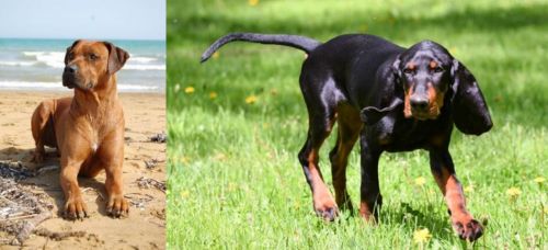Rhodesian Ridgeback vs Black and Tan Coonhound
