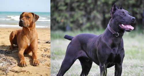 Rhodesian Ridgeback vs Canis Panther - Breed Comparison