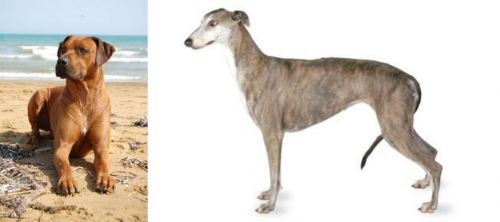Rhodesian Ridgeback vs Greyhound - Breed Comparison