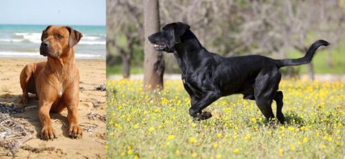 Rhodesian Ridgeback vs Perro de Pastor Mallorquin - Breed Comparison