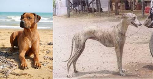 Rhodesian Ridgeback vs Rampur Greyhound - Breed Comparison