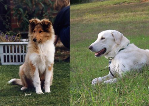 Rough Collie vs Akbash Dog