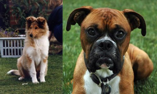 Rough Collie vs Boxer - Breed Comparison