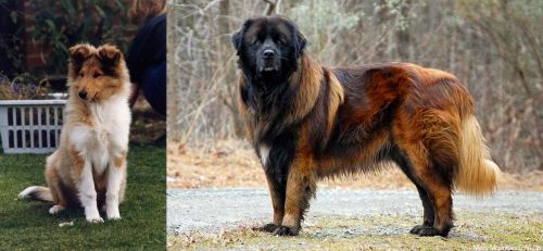 Rough Collie vs Estrela Mountain Dog - Breed Comparison