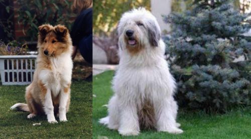 Rough Collie vs Mioritic Sheepdog