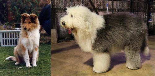 Rough Collie vs Old English Sheepdog - Breed Comparison