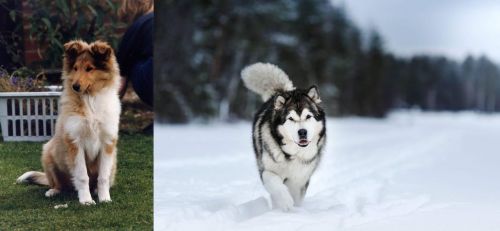 Rough Collie vs Siberian Husky - Breed Comparison