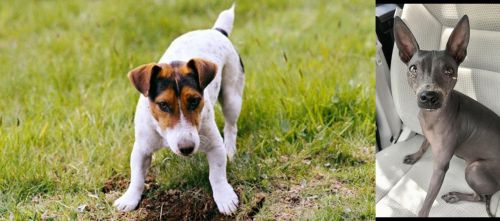 Russell Terrier vs American Hairless Terrier - Breed Comparison