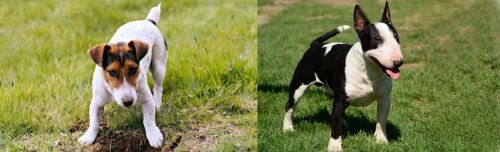 Russell Terrier vs Bull Terrier Miniature - Breed Comparison