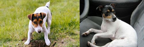 Russell Terrier vs Chilean Fox Terrier - Breed Comparison