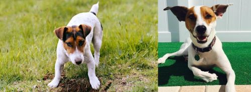 Russell Terrier vs Feist - Breed Comparison
