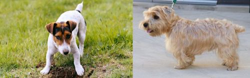 Russell Terrier vs Lucas Terrier - Breed Comparison