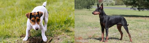 Russell Terrier vs Manchester Terrier - Breed Comparison