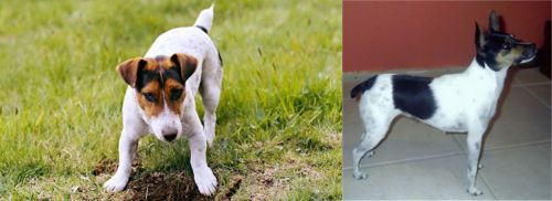 Russell Terrier vs Miniature Fox Terrier - Breed Comparison