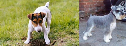 Russell Terrier vs Miniature Schnauzer - Breed Comparison