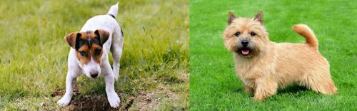 Russell Terrier vs Norwich Terrier - Breed Comparison