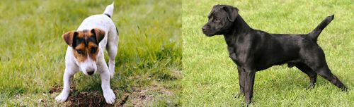 Russell Terrier vs Patterdale Terrier - Breed Comparison