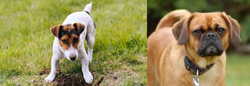 Russell Terrier vs Pugalier - Breed Comparison