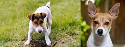 Russell Terrier vs Rat Terrier - Breed Comparison