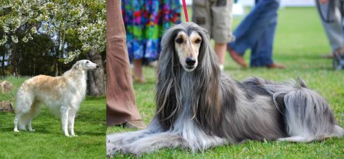 Russian Hound vs Afghan Hound - Breed Comparison