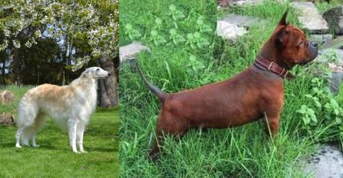 Russian Hound vs Chinese Chongqing Dog - Breed Comparison