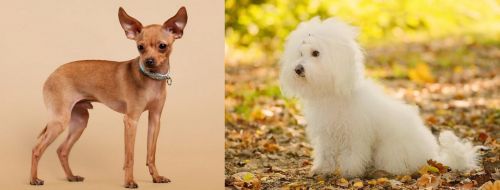 Russian Toy Terrier vs Bichon Bolognese - Breed Comparison