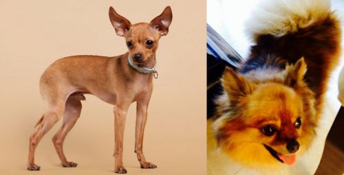 Russian Toy Terrier vs Chiapom - Breed Comparison