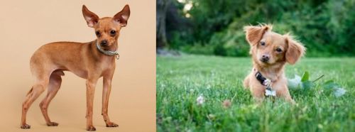 Russian Toy Terrier vs Chiweenie - Breed Comparison