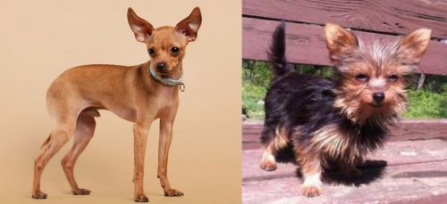 Russian Toy Terrier vs Chorkie - Breed Comparison