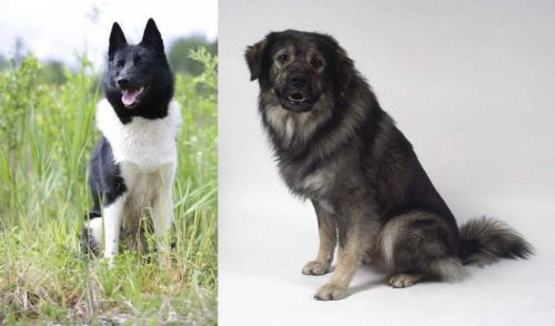 Russo-European Laika vs Istrian Sheepdog - Breed Comparison