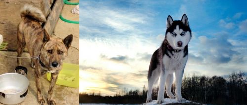 Ryukyu Inu vs Alaskan Husky - Breed Comparison